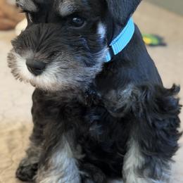 Miniature Schnauzer puppies from Caesars Creek Miniature Schnauzers