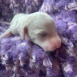 Apricot parti fem - Yellow and white female Bernedoodle puppy in Clarksville, Iowa from Iowa Heartland Doodles