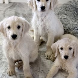 Goldendoodle, Golden Retriever, Poodle, and Shih Tzu Puppies from Platinum Paws Puppies