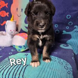 Rey - Black tri-color female Australian Shepherd puppy in Smithfield, Utah from Invictus Farms