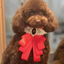 Poodle puppies from Top Shepherd - Snow Angels Bichon Frisé, Maltise, toy Poodles.