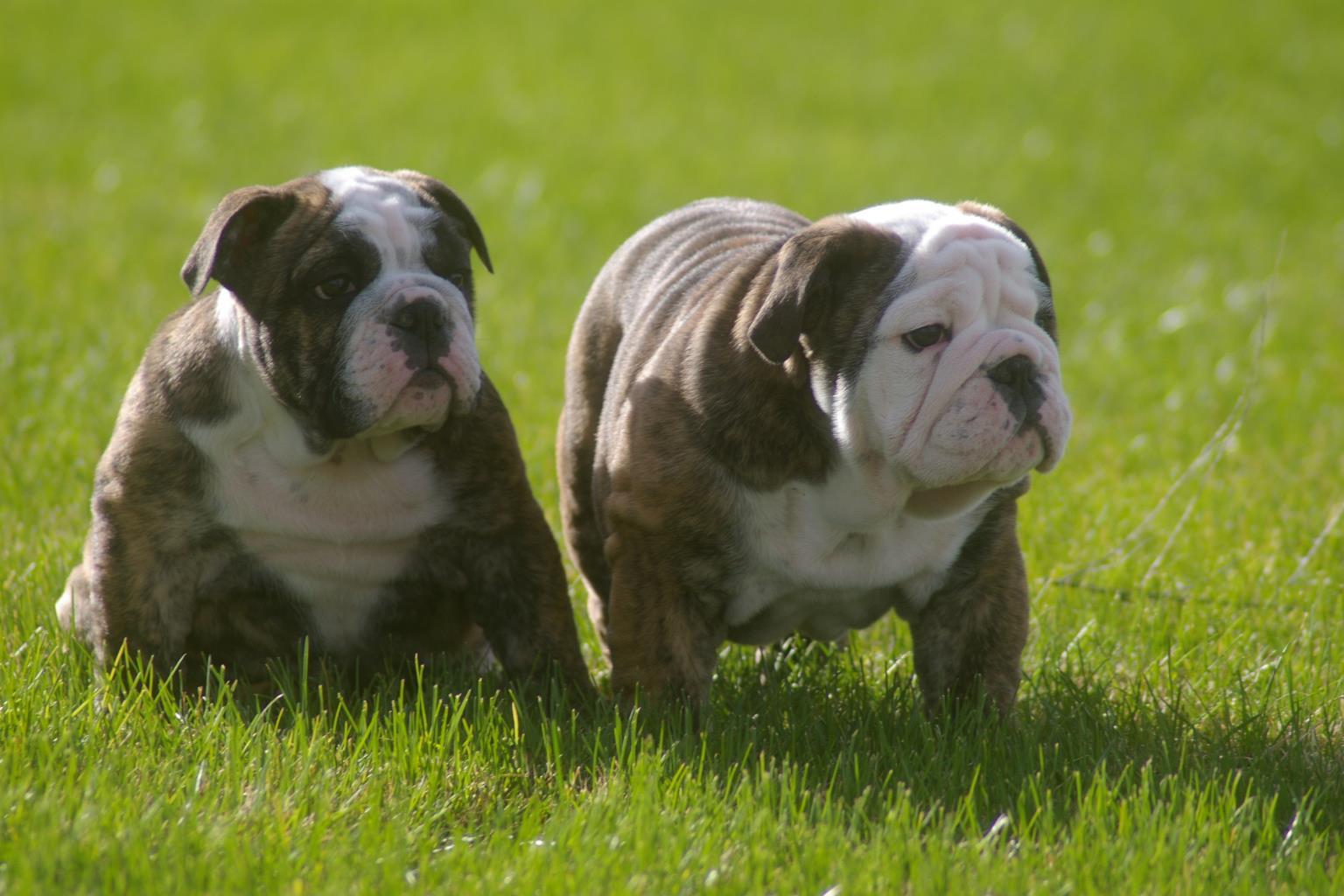 Pelagiia i belyi buldog. Pelagiia … Philadelphia Eagles Bulldog Statue FOCO