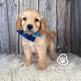 Lucky - Red male Companion Cross puppy in Utah County, Utah from Big Hearted Breeders