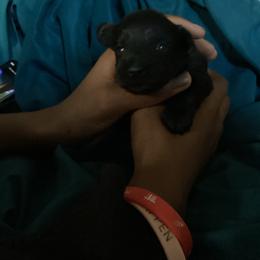 Trinity - Black female Miniature Schnauzer puppy in Little Elm, Texas from Matrix Schnauzers