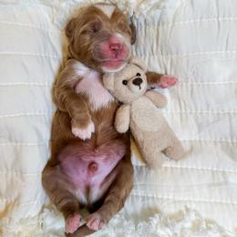 Green collar boy - Red  male Goldendoodle puppy in Newcastle, Oklahoma from Ritzy Creek Doodles