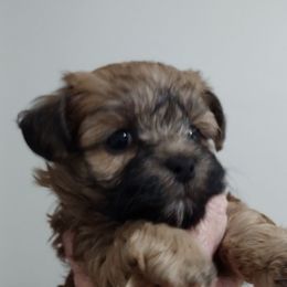 Peyton - Red sable female Havanese puppy in Cleveland, Texas from 7th Heaven Havanese of Texas