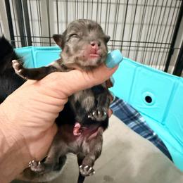 Jelly Bean - Blue merle male Pomeranian puppy in Clarksville, Tennessee from Bee Mine Maltipoos and Pomeranians