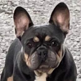 French Bulldogs from Ador-A-Bull Frenchies