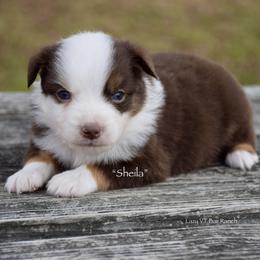 Sheila - Red tri female Miniature Australian Shepherd puppy in Evant, Texas from Lazy VT Bar Ranch