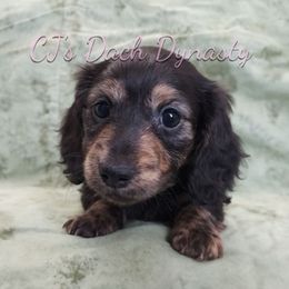Boba 2500 - Black and cream female Dachshund puppy in Gatesville, Texas from CJ's Dach Dynasty