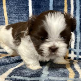 Timmy - Liver and white male Shih Tzu puppy in Easley, South Carolina from Full of Shih Tzus