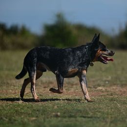 Dutton - Australian Cattle Dog