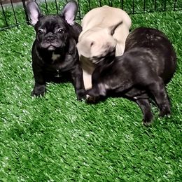 French Bulldog Puppies from 1017_kennels