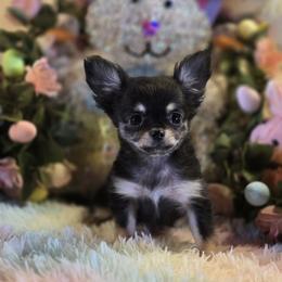 Girl 1 - Black and tan female Chihuahua puppy in Ola, Arkansas from Peaceful Acres