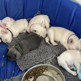 French Bulldog Puppies from Phillips Family Frenchies