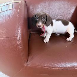 Cherry Pie red collar - Piebald female Dachshund puppy in Bremen, Georgia from Jones Royal Kennels / Jones Miniature Dachshunds