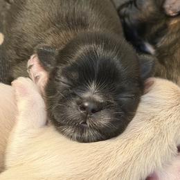 Otto - Black and white male Shih Tzu puppy in Reddell, Louisiana from TINYSHIHTZUFURU