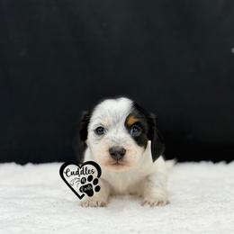 Split - Piebald male Dachshund puppy in Nashville, Arkansas from Cuddles n Curls