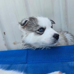 Jack Hyde - Gray and white male Siberian Husky puppy in Addison, Michigan from Gray Run Siberian Huskies