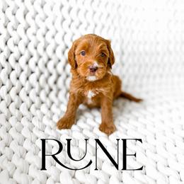Rune - Red  female Goldendoodle puppy in Springville, Utah from Happy Doodle