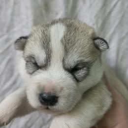 Boy2 - Gray and white male Siberian Husky puppy in Oscoda, Michigan from Sstar