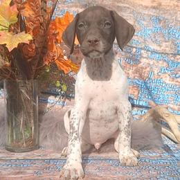 Boy 8 - White and liver male German Shorthaired Pointer puppy in Laporte, Minnesota from Northern Odyssey Gun Dogs