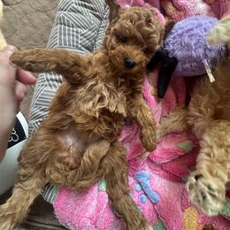 Tallulah - Red female Maltipoo puppy in Coal City, Indiana from Angel Blue Dogs
