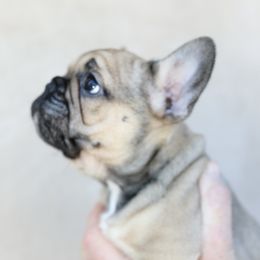 French Bulldog Puppies from Camp Fine Frenchies