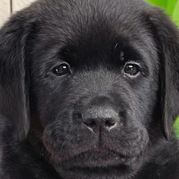 Light blue collar - Black male Labrador Retriever puppy in Desert Hot Springs, California from Outlaws Labradors