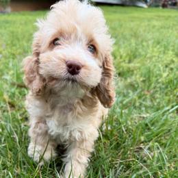 Aspen with training - Red and white female Cockapoo puppy in Boonville, North Carolina from Doods & Dolls