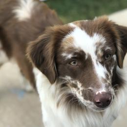Miniature Australian Shepherds from Wynn Aussies