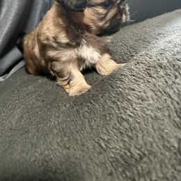Polo - Brindle male Shih Tzu puppy in Fort Worth, Texas from Gigi’s Superior Shih Tzus