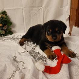 Rottweiler Puppies from Von Nuffosttor Rottweilers