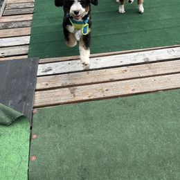 Bernedoodle Puppies from Bern'N Love Doodles