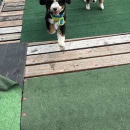 Bernedoodle Puppies from Bern'N Love Doodles