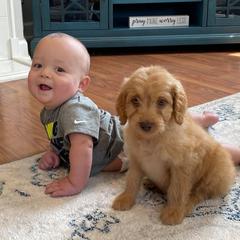 Goldendoodles and Irish Doodles from Blue Ridge Doodles