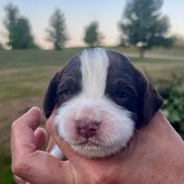 Blue collar - White and liver male English Springer Spaniel puppy in Sterling, Michigan from Springerdoodles In MI