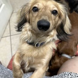 Eddie Munster - Dachshund