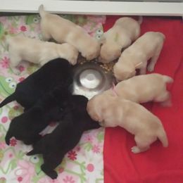 Labrador Retriever Puppies from Evermor Labradors