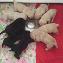 Labrador Retriever Puppies from Evermor Labradors