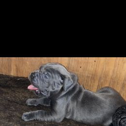 Cane Corso Puppies from Palazzo Cane Corso