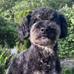 Bernedoodles, Cavapoos, and Poodles from Kelly Brooks