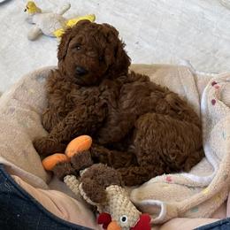 Tank - Red  male Poodle puppy in Vacaville, California from Little Gall Reds