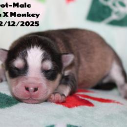 Carrot - Gray and white male Pomsky puppy in Centerville, Iowa from LJ Kennels Pomskies, LLC