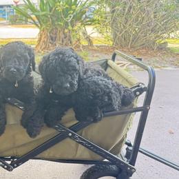 Poodle Puppies from SoFlo Standard Poodles