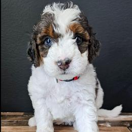 Kit Kat - Grey and white female Bernedoodle puppy in Decatur, Georgia from So Adoodable
