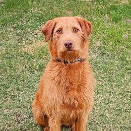 Akela - Labradoodle