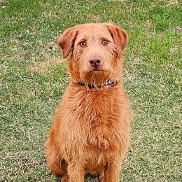 Akela - Labradoodle