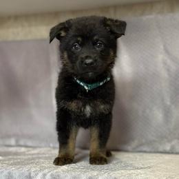 Arik - Dark Green Collar - Black and tan male German Shepherd puppy in Greenwood, Arkansas from West Haus Shepherds