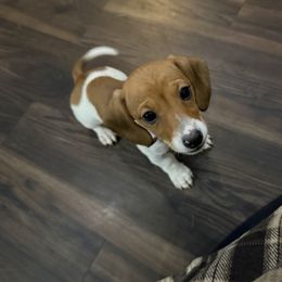 Hot pink ribbon - Piebald female Dachshund puppy in Superior, Montana from Never Land Dachshunds of Montana